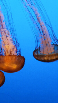 Your browser does not support the <video> tag